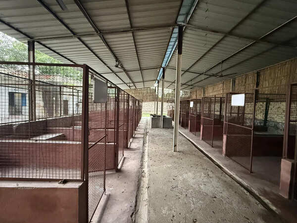 City’s first dog shelter to come up at Kadarpur