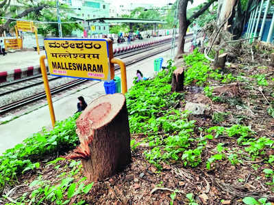 Malleswaram Mirror Special: The tale of trees