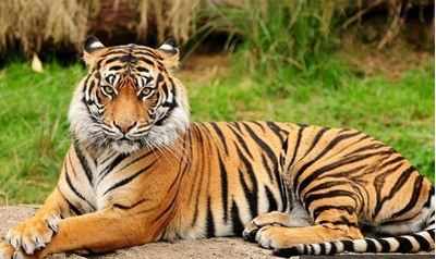 Royal Bengal tiger’s royal escape in Siliguri