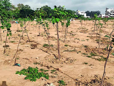 1,200 saplings planted at lake land turn easy fodder