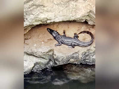 Reptilian rescue in Marol