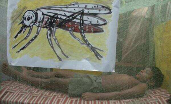 New mosquito that stings malaria