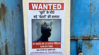 &lsquo;Phag&rsquo; jibe on paddy damage by rats colours House in Holi satire
