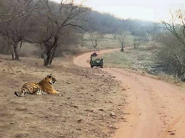 Roar of Ranthambore may fall silent if we don’t act