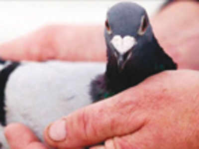 Two pigeons die in air, leaving Andhra Congress chief in soup