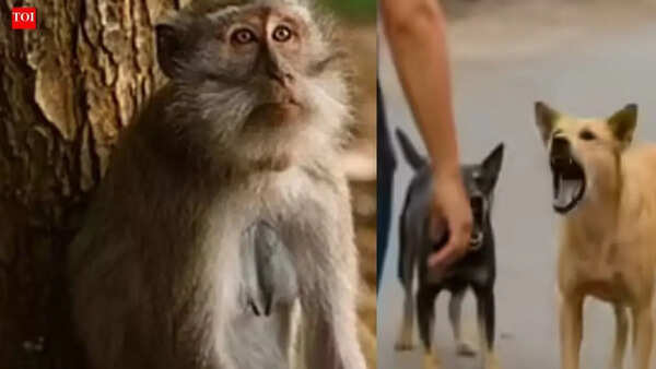 UP’s Sambhal battles surge in dog and monkey bite cases as mercury rises