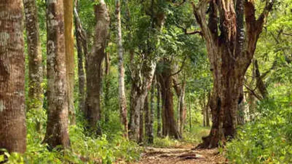 Rajasthan forest area increases by 25sqkm in 2 years