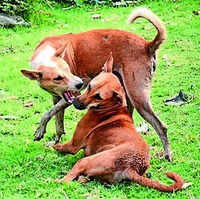 5-year-old mauled by stray dogs, leg saved after complex vascular surgery