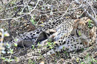Four cubs born to country&rsquo;s 1st India-born cheetah found dead in Kuno