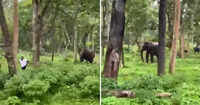 Elderly man injured in elephant attack in Chhattisgarh forests