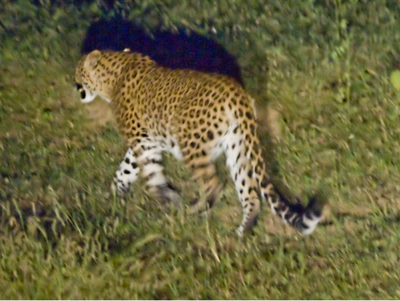 Leopard enters Thane garden for 'morning walk'