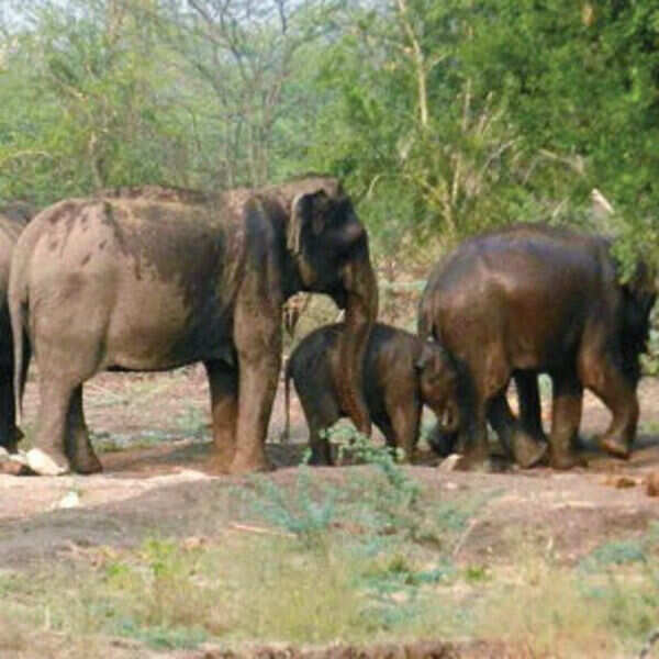 Gentle giants face threat from worms
