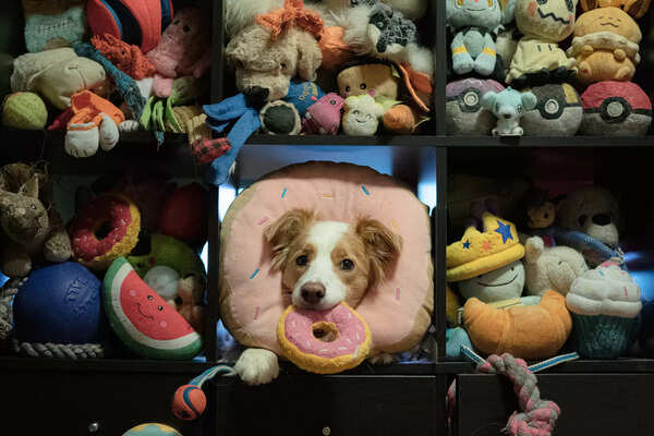 Dogs build their vocabularies like toddlers