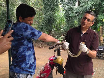 Mumbai: Used condom cruelly put over a Checkered keelback snake, which was later rescued