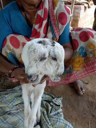 Watch: Four eyed goat born in Karnataka
