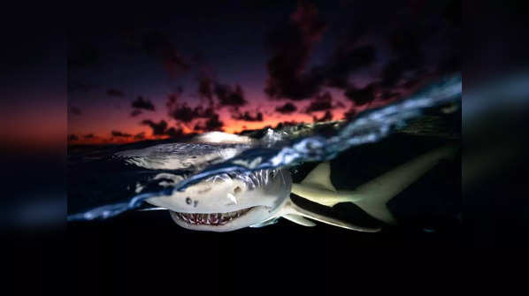 Lemon shark at dusk