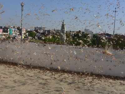 No visible swarm of locusts near airport area: Mumbai air traffic control