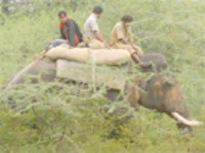 Elephant patrol to prevent poachers at tiger reserves