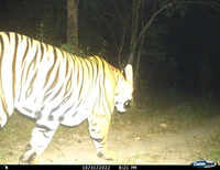 USTR records tiger movement after &lsquo;revival of redundant corridor&rsquo;