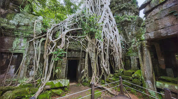 The trees and temple intertwined 