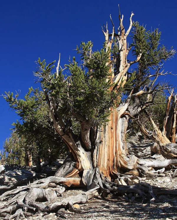 Why the 5,000-year-old Bristlecone Pine forgot how to age