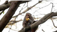 HC to SDMC: Catching monkeys in capital your responsibility 