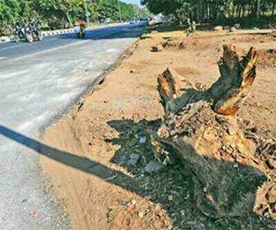 A 100 Trees Hacked On Road To Vibrant A 100 Trees Hacked On Road To Vibrant
