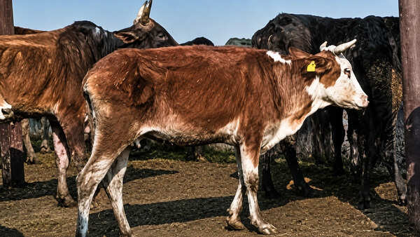 ‘We are here to educate kids, not ...’: Massive row after Bareilly education officers ordered to collect cattle fodder