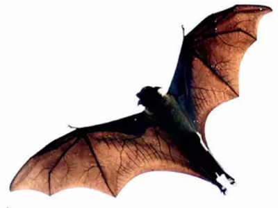 Horseshoe bats have been living with virus