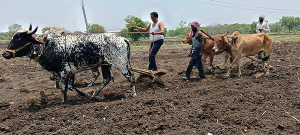 Diesel shortage puts brakes on tractor operations, Marathwada farmers forced back to oxen for ploughing as kharif clock ticks