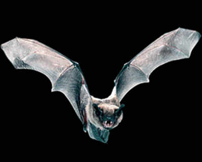Bats could teach scientists how to build better aircraft