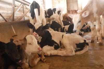 Kerala leaders denounce Centre's notification 'banning' sale of cattle for slaughter