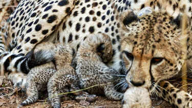 79 years after last recorded kill, pellets fell on Kuno’s KNG22; suspected shooting revives a tragic chapter in the country’s cheetah history