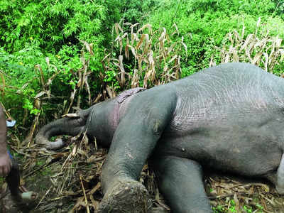 Tusker dies due to electrocution