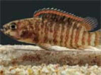 Badis britzi, spiny rayed fish discovered by team of scientists in Western Ghats