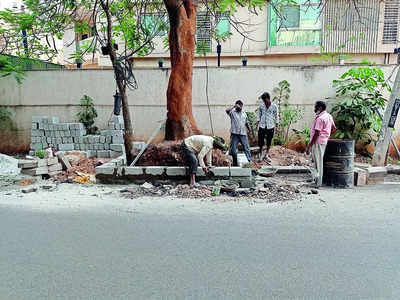 The Towns Mirror Special: Benson Townies create safe spot for Gulmohar tree