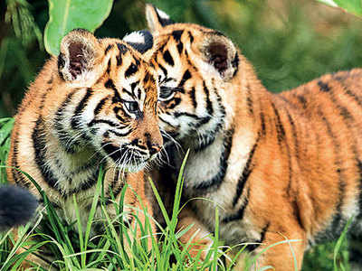 Country’s tiger population up by 750, now stands at 2,976