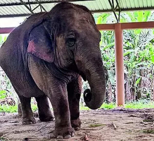 After mahout’s death, Iskcon looks to shift jumbo to rehab