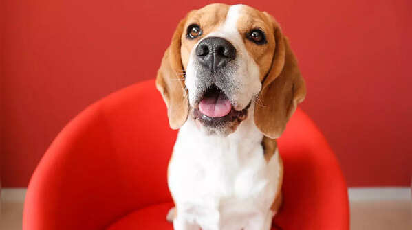 Barking and noise levels