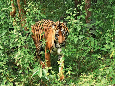 ‘30 trek routes cut through tiger conservation plan’