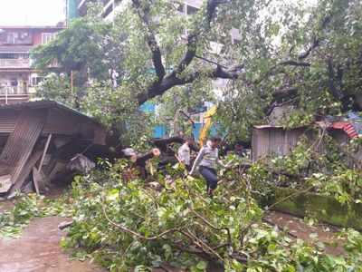 Watch: Two injured after tree falls on them in Tardeo