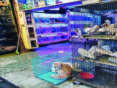 Pet shops of Bengaluru: It’s a horror story