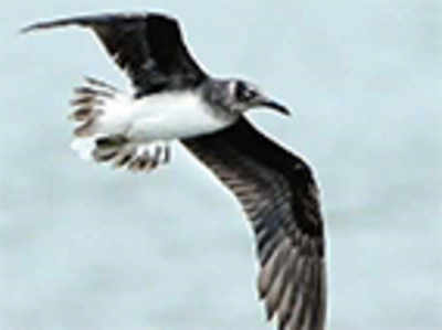 First confirmed sighting of white-eyed gull in India