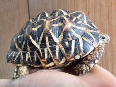 146 endangered tortoises seized at airport
