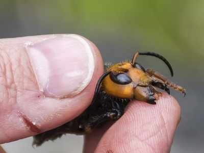 Discovery of 'Murder Hornet' in US  poses threat to humans too