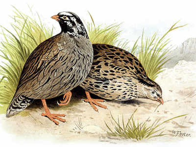 Flock music: A century-old search for the Himalayan quail