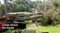 Bengaluru: Wind uproots portion of 400-yr-old big Banyan tree 