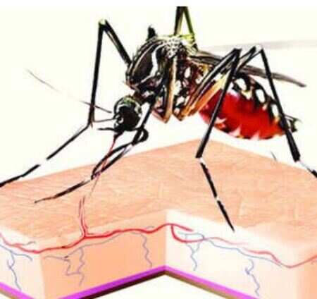 106 dengue, 30 malaria cases in a week in Delhi