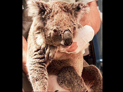 Thousands of koalas feared dead in Australia wildfires
