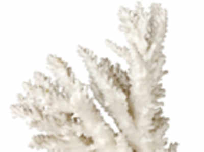 Bone grafts to heal faster with the help of sea coral